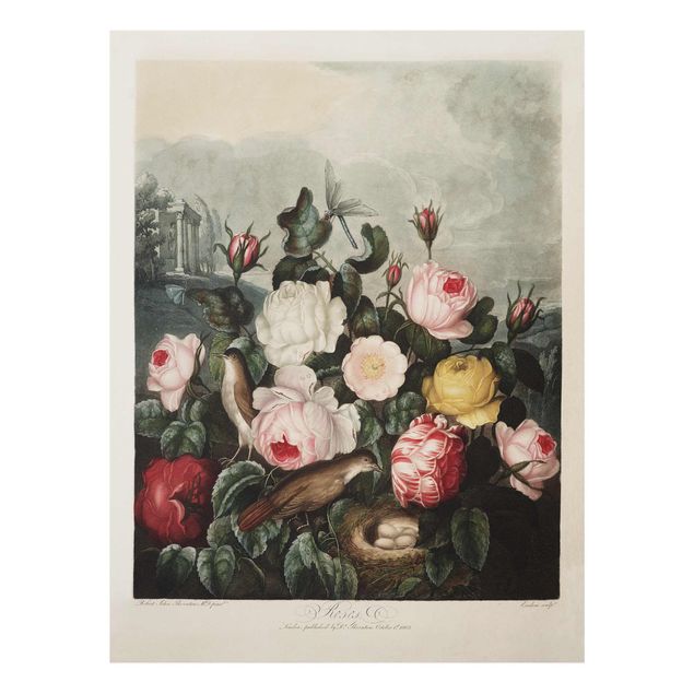 Glasbild - Botanik Vintage Illustration Rosen - Hochformat 4:3