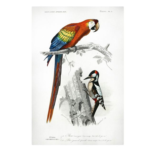 Leinwandbild - Vintage Lehrtafel Papagei Rot Blau - Hochformat 3:2