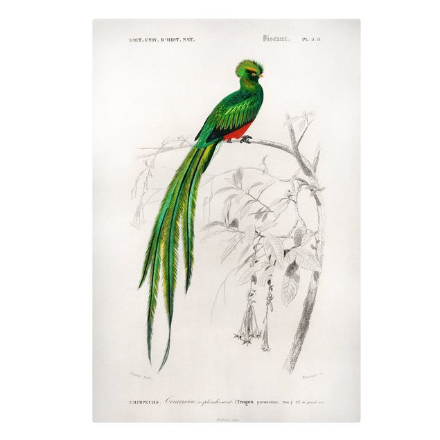 Leinwandbild - Vintage Lehrtafel Tropischer Vogel I - Hochformat 3:2