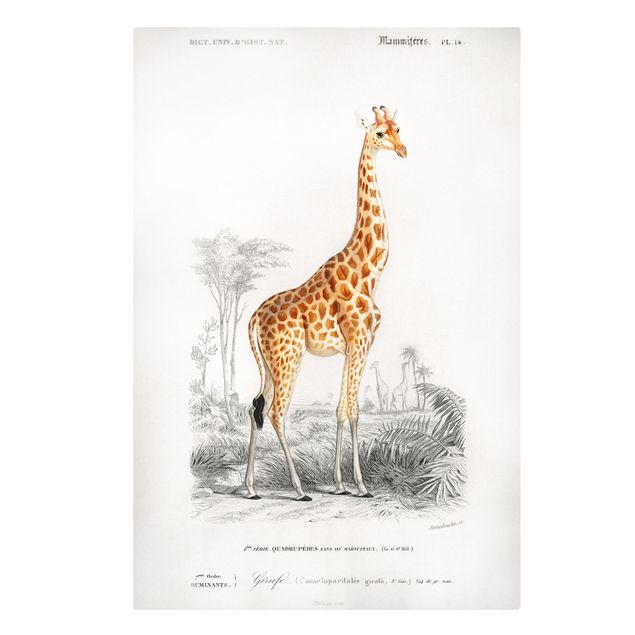 Leinwandbild - Vintage Lehrtafel Giraffe - Hochformat 3:2