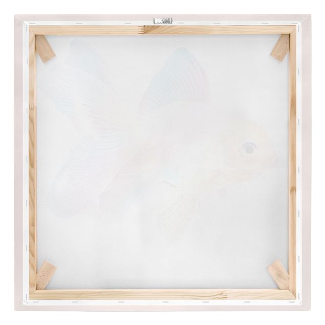 Leinwandbild - Jonas Loose - Fisch in Pastell - Quadrat 1:1