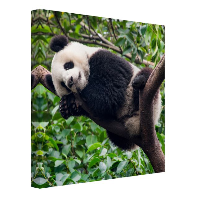 Leinwandbild - Schlafender Panda auf Ast - Quadrat 1:1