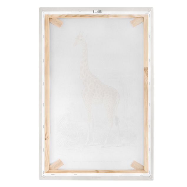 Leinwandbild - Vintage Lehrtafel Giraffe - Hochformat 3:2