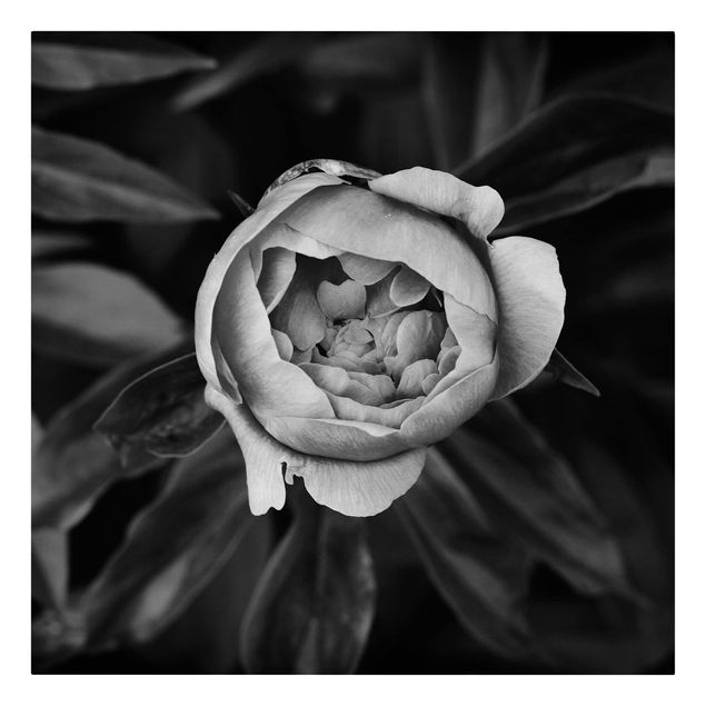 Leinwandbild - Pfingstrosenblüte vor Blättern Schwarz Weiß - Quadrat 1:1