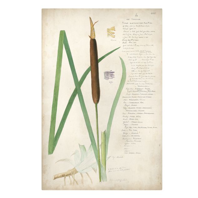 Leinwandbild - Vintage Botanik Zeichnung Gräser II - Hochformat 3:2