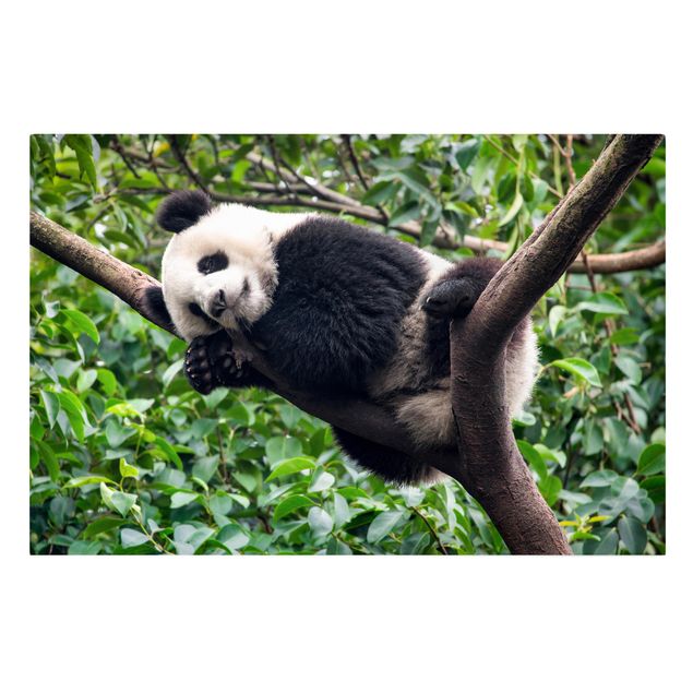 Leinwandbild - Schlafender Panda auf Ast - Querformat 3:2