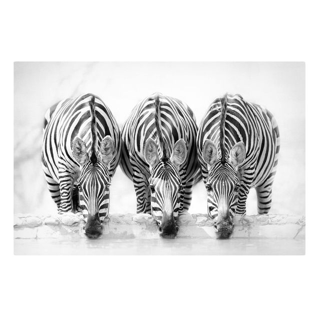 Leinwandbild - Zebra Trio schwarz-weiß - Querformat 2:3