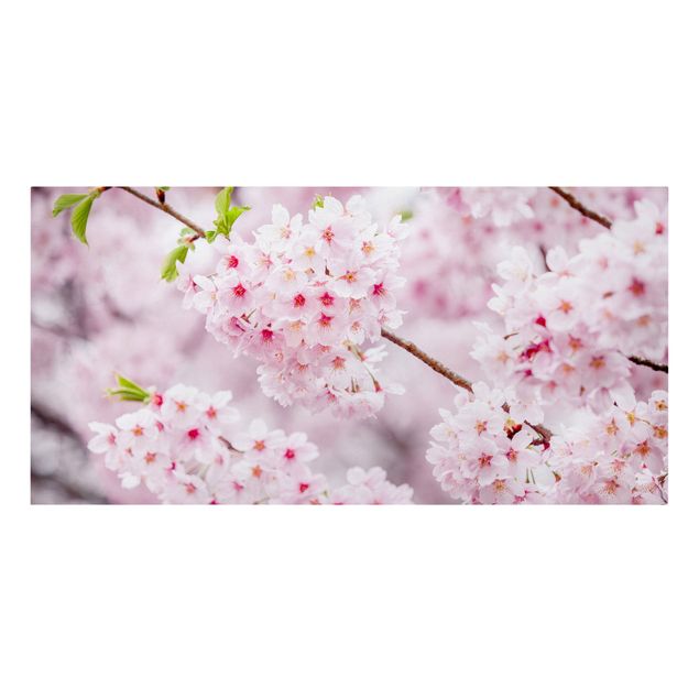 Leinwandbild - Japanische Kirschblüten - Querformat 2:1