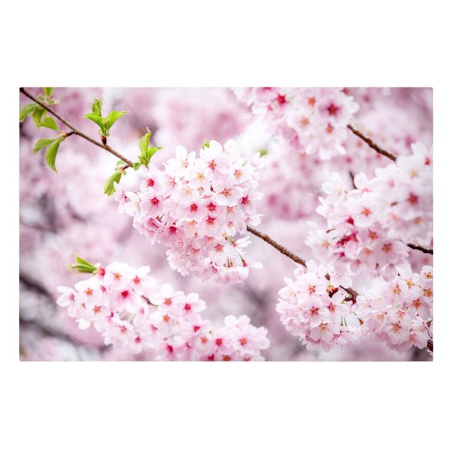 Leinwandbild - Japanische Kirschblüten - Querformat 3:2