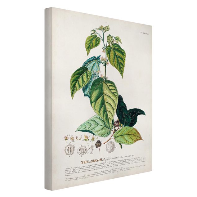 Leinwandbild - Vintage Botanik Illustration Kakao - Hochformat 3:2