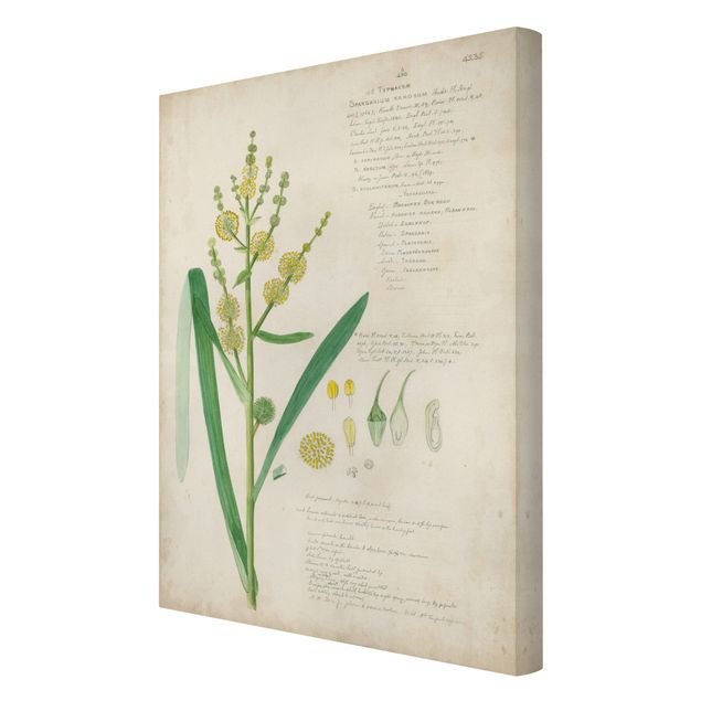 Leinwandbild - Vintage Botanik Zeichnung Gräser IV - Hochformat 3:2
