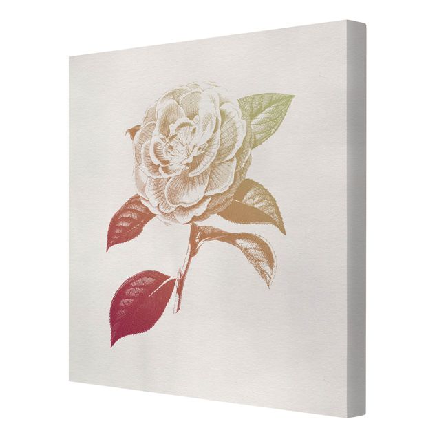 Leinwandbild - Modern Vintage Botanik Rose Rot Grün - Quadrat 1:1