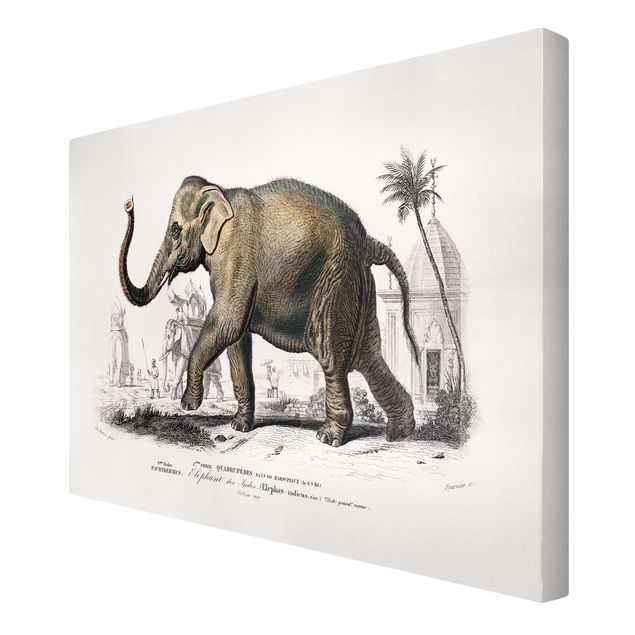 Leinwandbild - Vintage Lehrtafel Elefant - Querformat 2:3