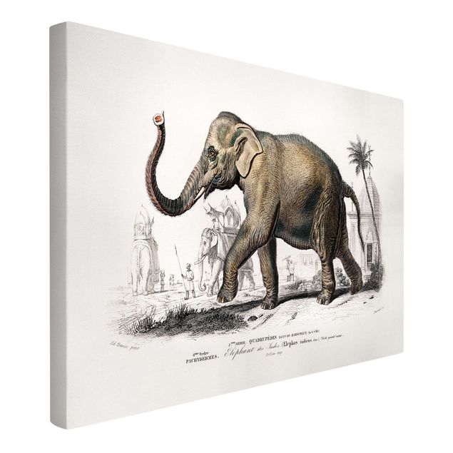 Leinwandbild - Vintage Lehrtafel Elefant - Querformat 2:3