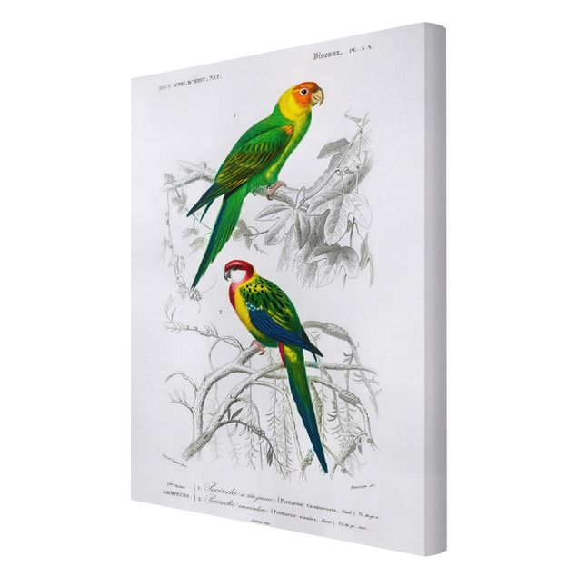 Leinwandbild - Vintage Lehrtafel Zwei Papageien Grün Rot - Hochformat 3:2
