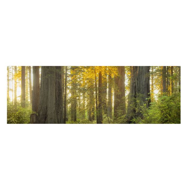Leinwandbild - Redwood National Park - Panorama 1:3
