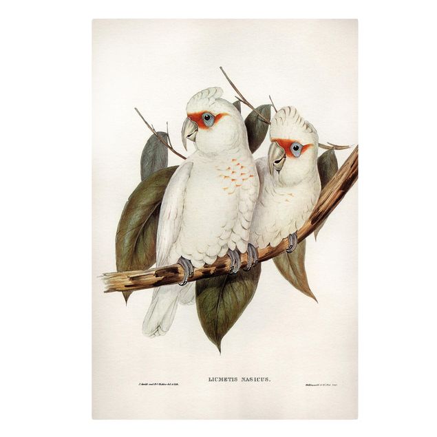 Leinwandbild - Vintage Illustration Weißer Kakadu - Hochformat 3:2