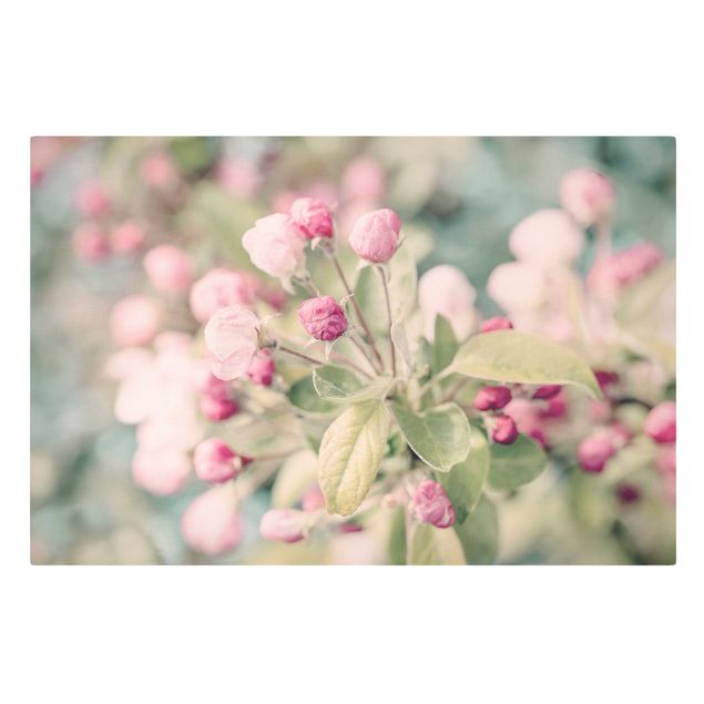 Leinwandbild - Apfelblüte Bokeh rosa - Querformat 2:3