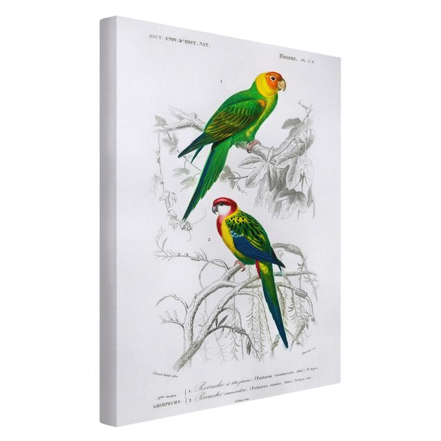 Leinwandbild - Vintage Lehrtafel Zwei Papageien Grün Rot - Hochformat 3:2