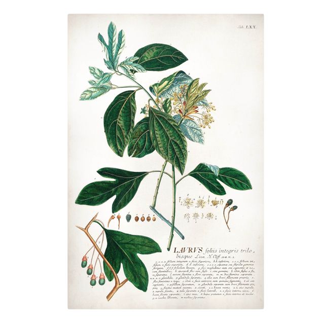 Leinwandbild - Vintage Botanik Illustration Lorbeer - Hochformat 3:2
