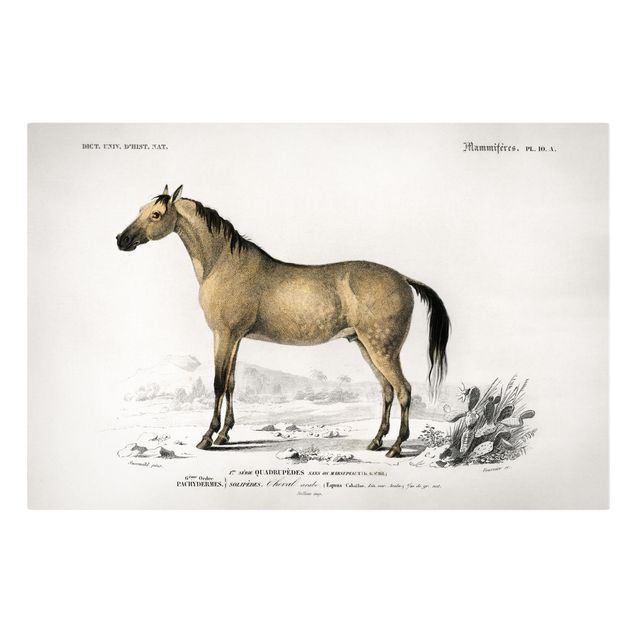 Leinwandbild - Vintage Lehrtafel Pferd - Querformat 2:3