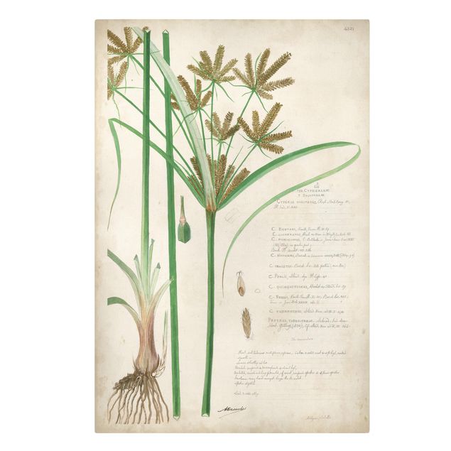 Leinwandbild - Vintage Botanik Zeichnung Gräser I - Hochformat 3:2