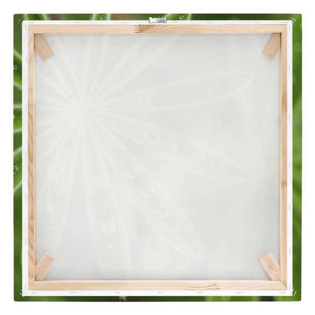 Leinwandbild - Morgentau auf Lupinenblättern - Quadrat 1:1