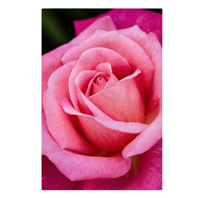 Leinwandbild - Pinke Rosenblüte vor Grün - Hochformat 3:2