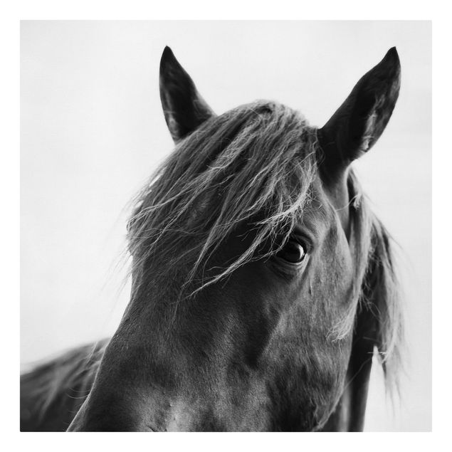 Leinwandbild - Neugieriges Pferd - Quadrat 1:1
