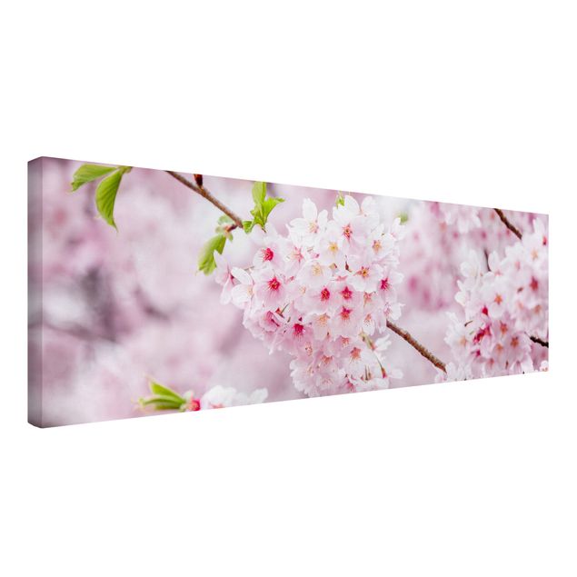 Leinwandbild - Japanische Kirschblüten - Panorama 3:1