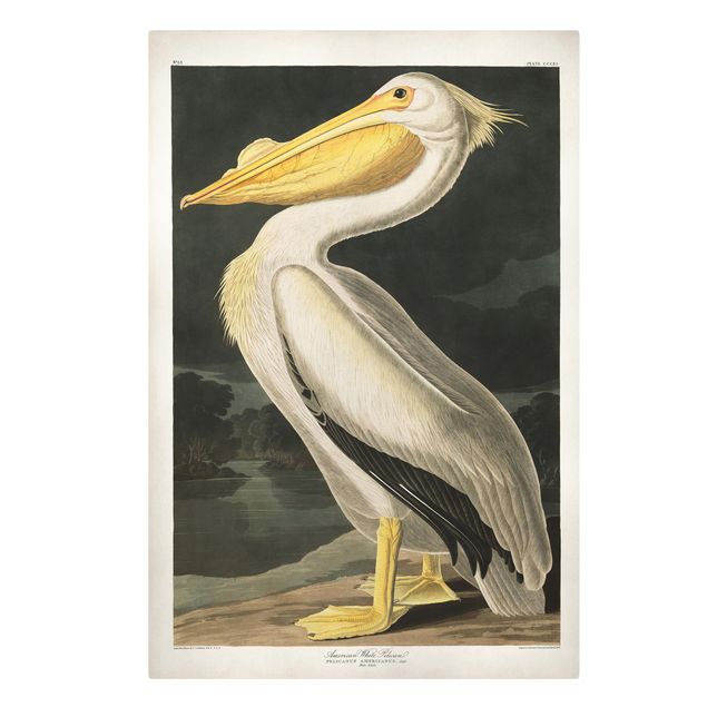 Leinwandbild - Vintage Lehrtafel Weißer Pelikan - Hochformat 3:2