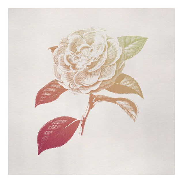 Leinwandbild - Modern Vintage Botanik Rose Rot Grün - Quadrat 1:1
