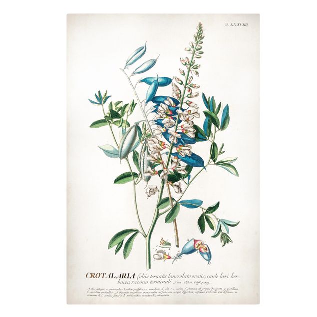 Leinwandbild - Vintage Botanik Illustration Hülsenfrüchte - Hochformat 3:2