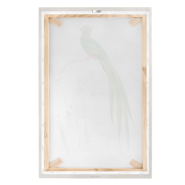 Leinwandbild - Vintage Lehrtafel Tropischer Vogel I - Hochformat 3:2