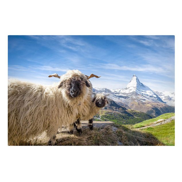 Leinwandbild - Schwarznasenschafe von Zermatt - Querformat 3:2