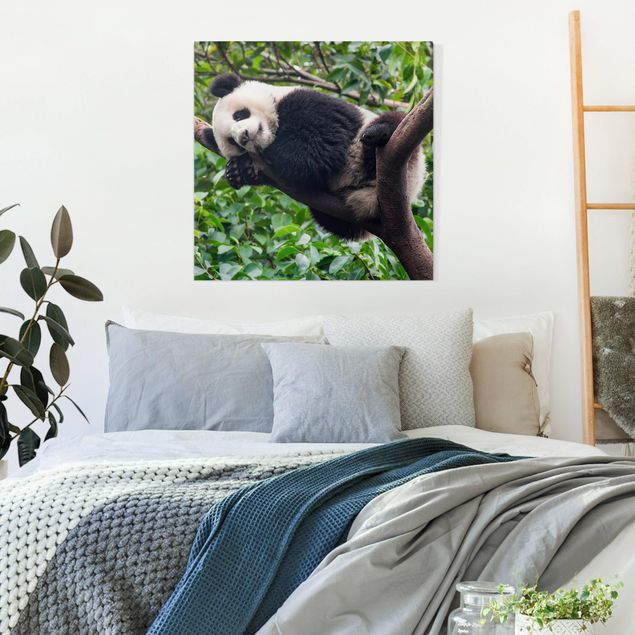 Leinwandbild - Schlafender Panda auf Ast - Quadrat 1:1