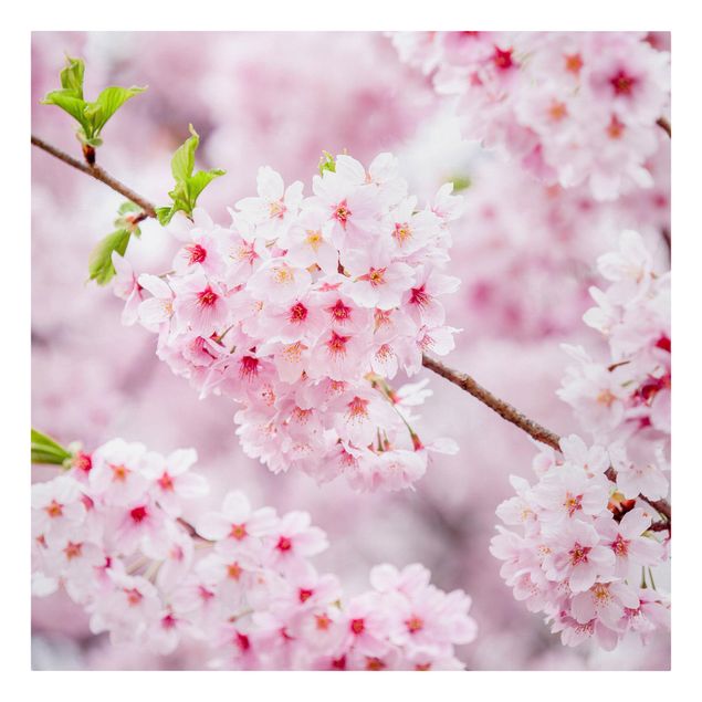 Leinwandbild - Japanische Kirschblüten - Quadrat 1:1