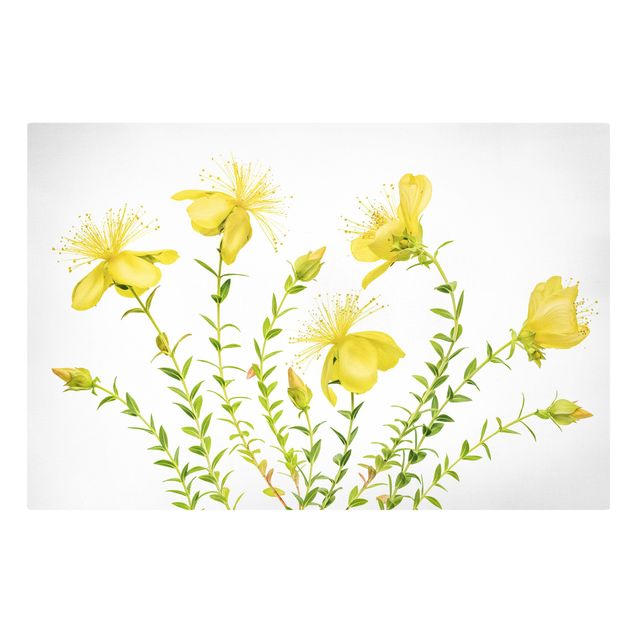 Leinwandbild - Johanniskraut in voller Blüte - Querformat 3:2