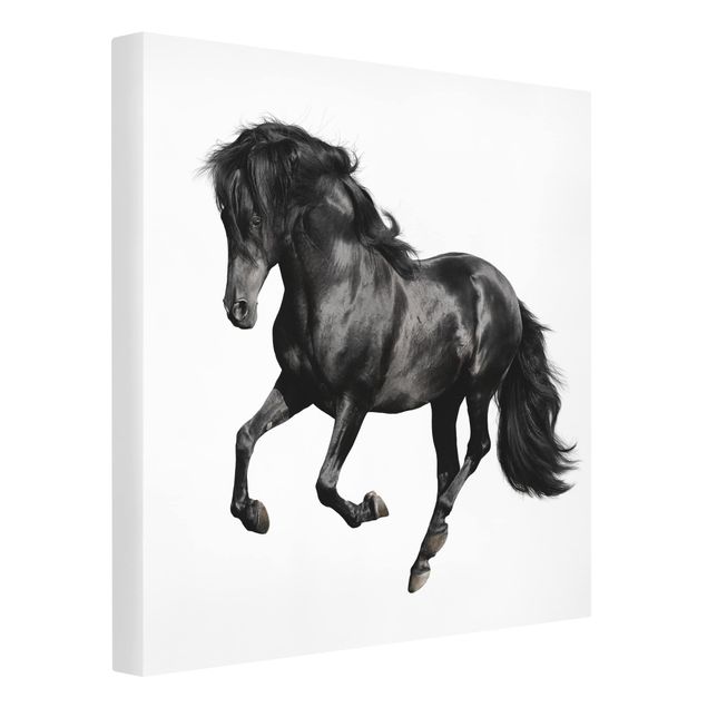 Leinwandbild Pferd Schwarz-Weiß - Araberhengst - Quadrat 1:1