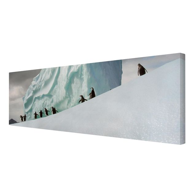 Leinwandbild - Arctic Penguins - Panorama Quer