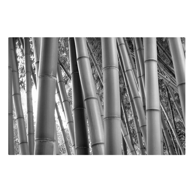 Leinwandbild Schwarz-Weiß - Bamboo - Quer 3:2