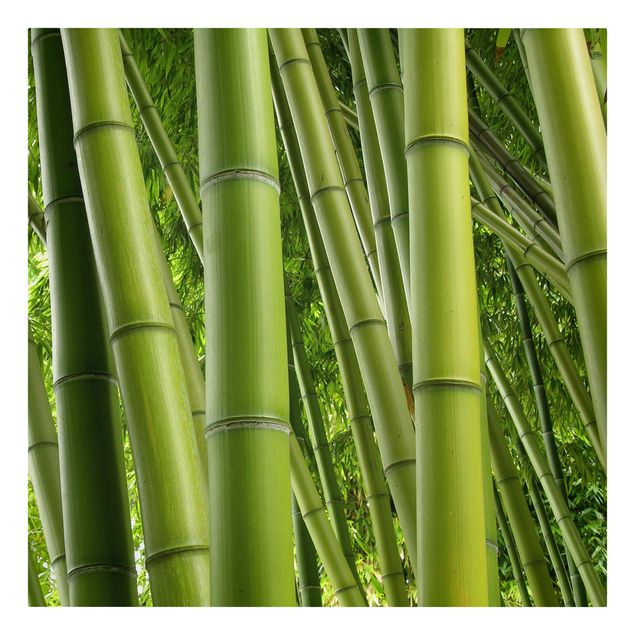 Leinwandbild - Bamboo Trees - Quadrat 1:1