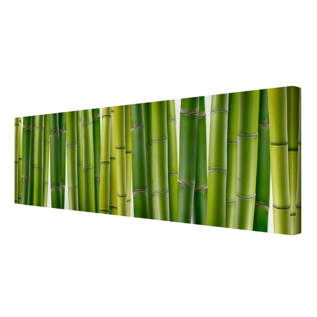 Leinwandbild - Bambuspflanzen - Panorama Quer