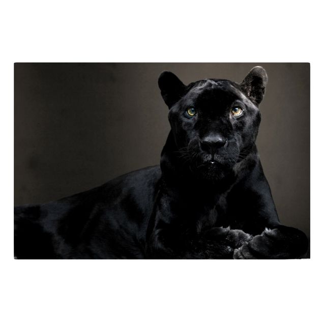 Leinwandbild - Black Puma - Quer 3:2