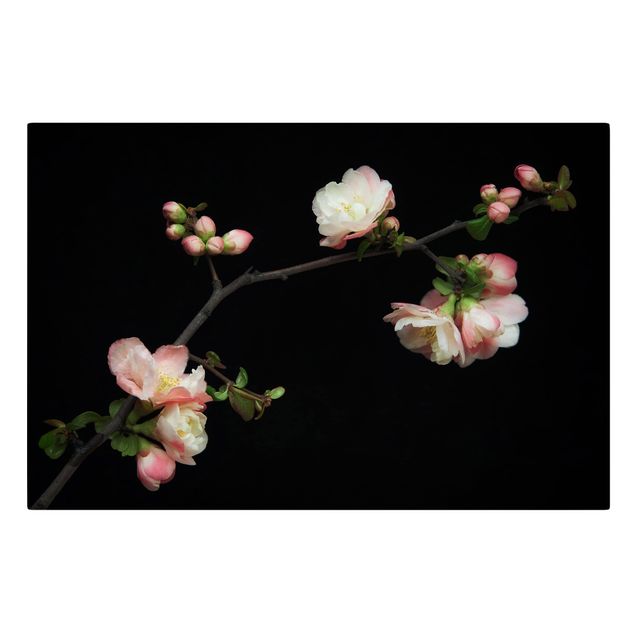 Leinwandbild - Blütenzweig Apfelbaum - Querformat 3:2