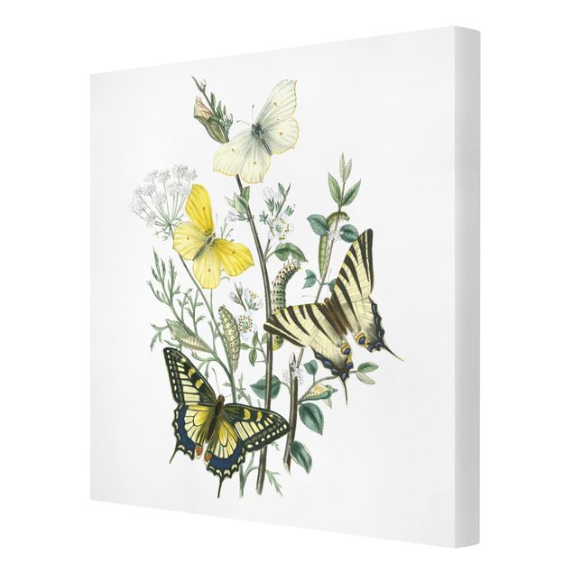 Leinwandbild - Britische Schmetterlinge III - Quadrat 1:1