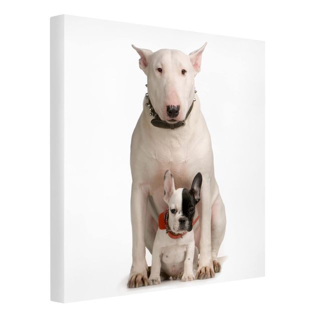 Leinwandbild - Bull Terrier and friend - Quadrat 1:1