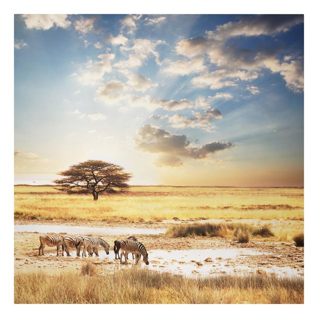 Afrika Leinwandbild Das Leben der Zebras - Blau, Gelb, Quadrat 1:1
