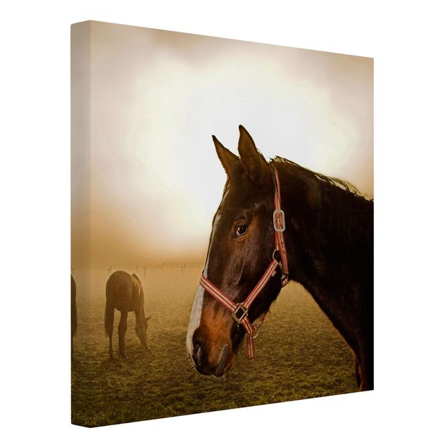Leinwandbild - Early Horse - Quadrat 1:1