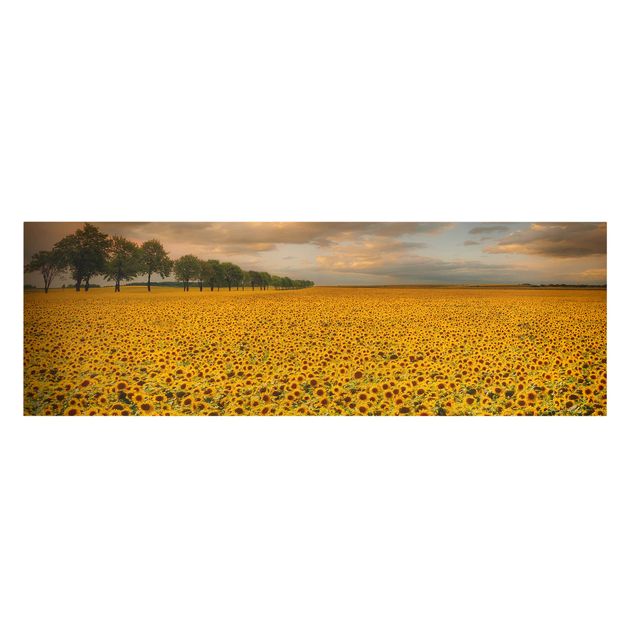 Leinwandbild - Feld mit Sonnenblumen - Panorama Quer